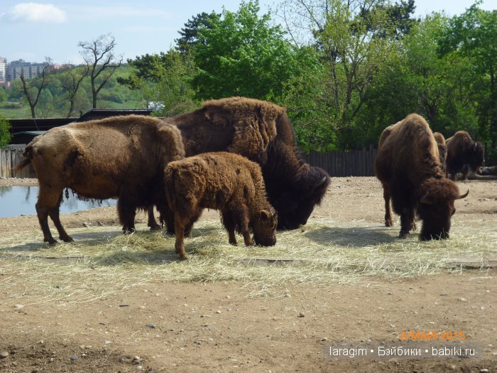 Пражский зоопарк ... или мое большое путешествие