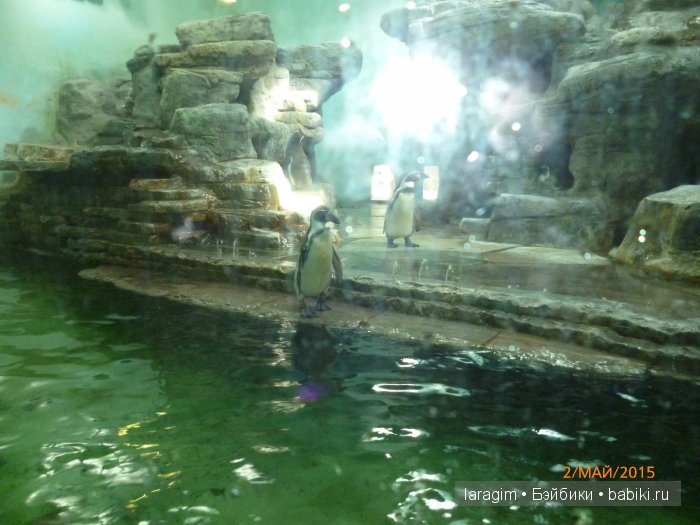 Пражский зоопарк ... или мое большое путешествие (фото 4)