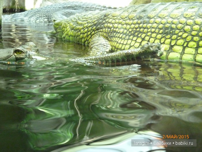 Пражский зоопарк ... или мое большое путешествие