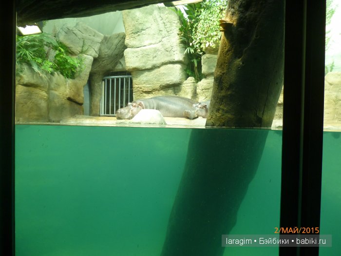 Пражский зоопарк ... или мое большое путешествие