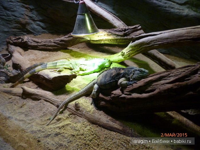 Пражский зоопарк ... или мое большое путешествие