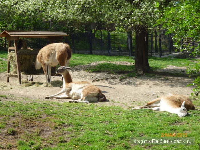 Пражский зоопарк ... или мое большое путешествие