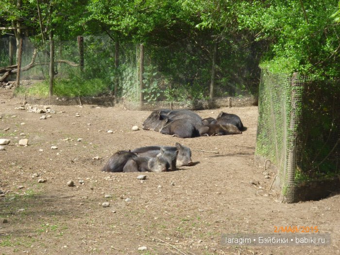 Пражский зоопарк ... или мое большое путешествие