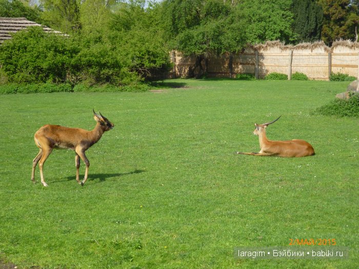 Пражский зоопарк ... или мое большое путешествие (фото 7)