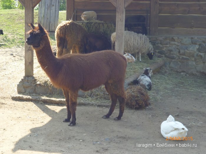 Пражский зоопарк ... или мое большое путешествие (фото 8)