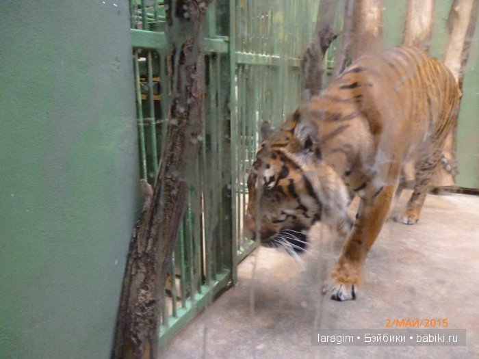 Пражский зоопарк ... или мое большое путешествие