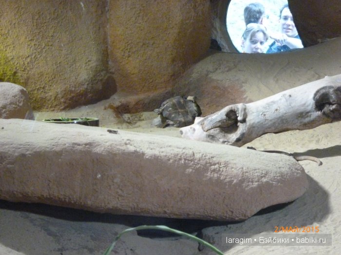 Пражский зоопарк ... или мое большое путешествие