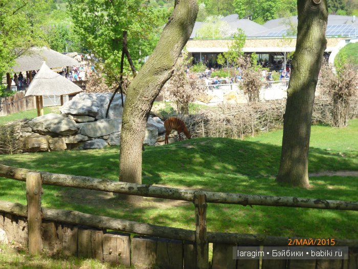 Пражский зоопарк ... или мое большое путешествие