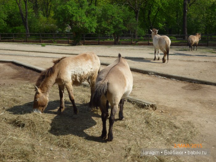 Пражский зоопарк ... или мое большое путешествие