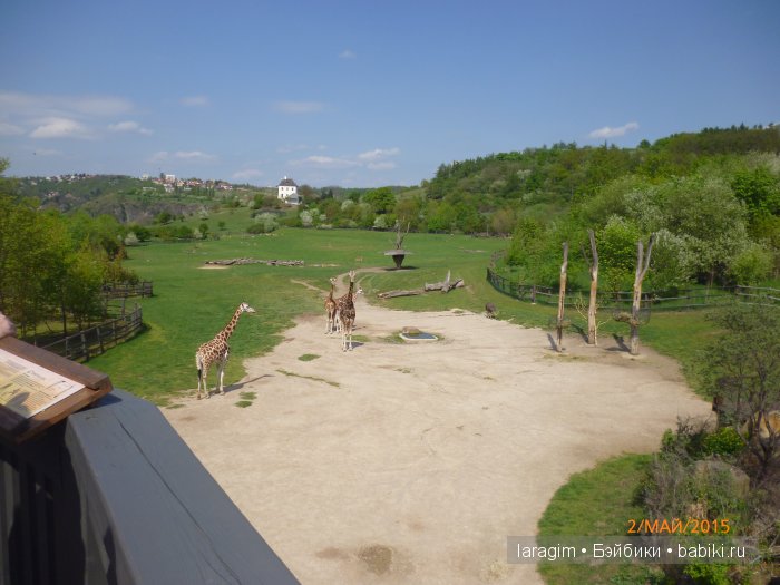 Пражский зоопарк ... или мое большое путешествие