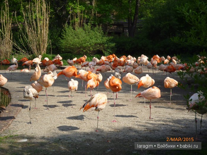 Пражский зоопарк ... или мое большое путешествие