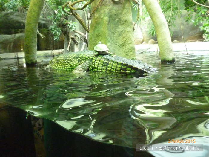 Пражский зоопарк ... или мое большое путешествие