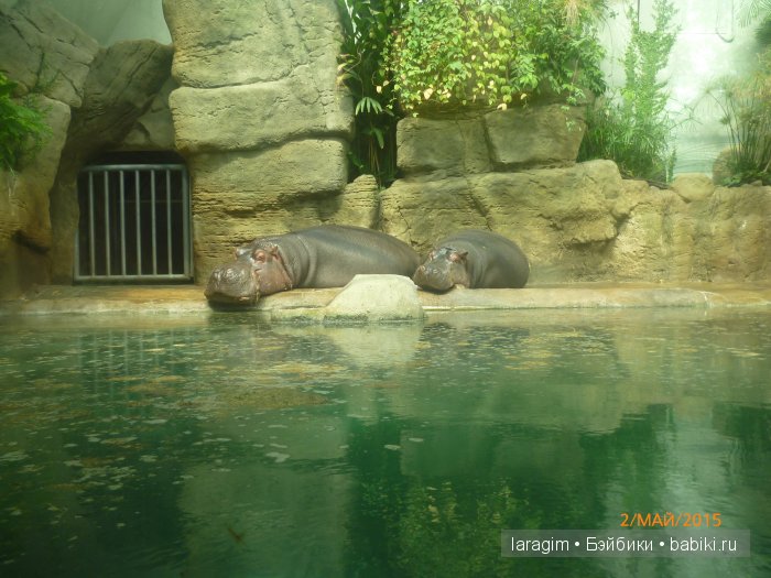 Пражский зоопарк ... или мое большое путешествие