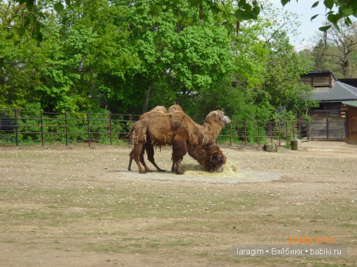 Пражский зоопарк ... или мое большое путешествие