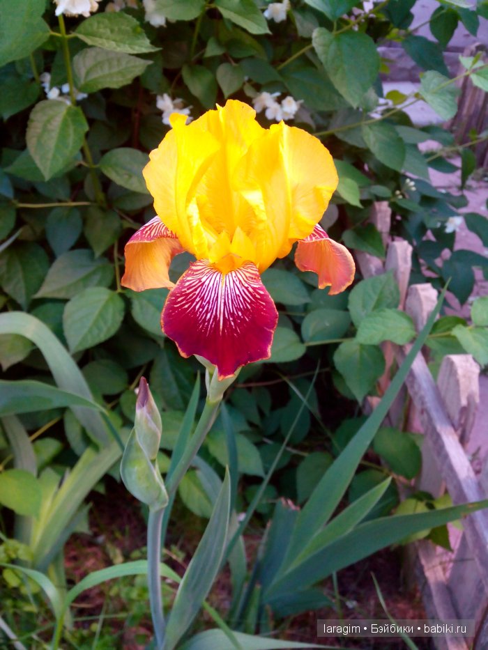 Ирис... или милая малышка от Berdine Creedy