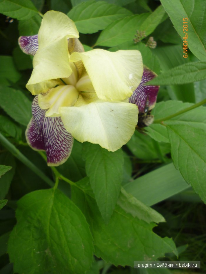 Ирис... или милая малышка от Berdine Creedy