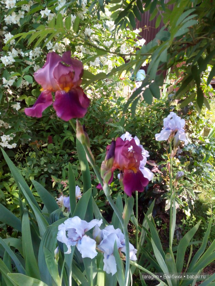 Ирис... или милая малышка от Berdine Creedy