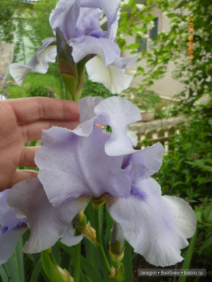 Ирис... или милая малышка от Berdine Creedy