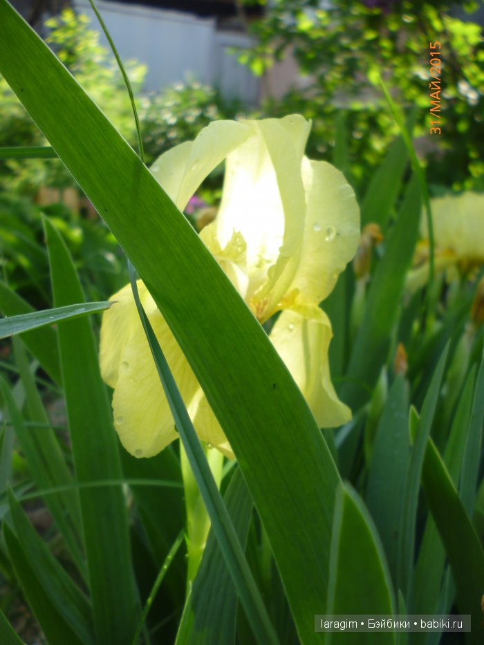 Ирис... или милая малышка от Berdine Creedy