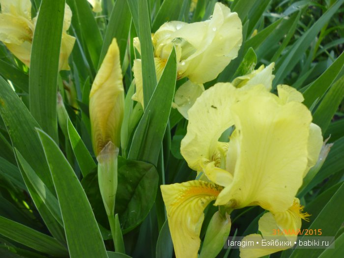 Ирис... или милая малышка от Berdine Creedy