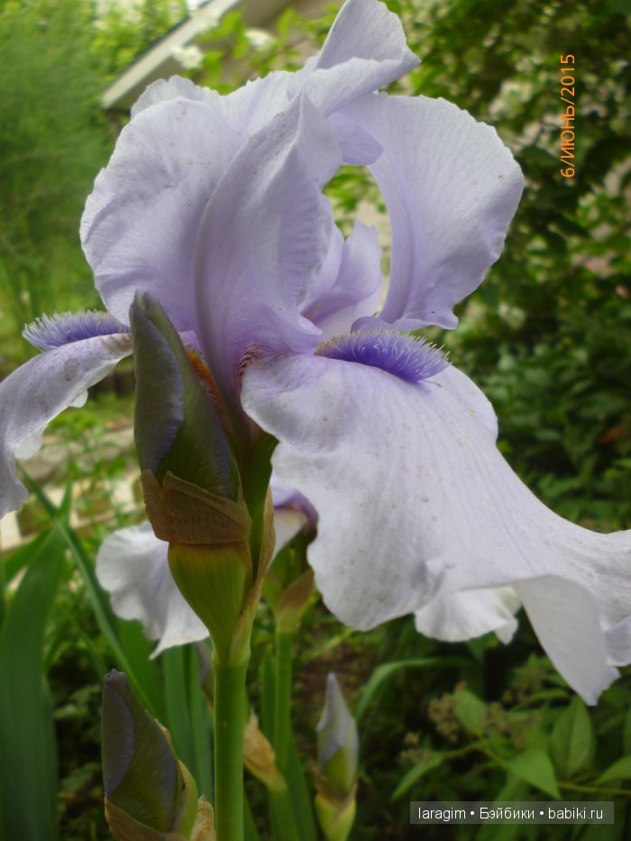 Ирис... или милая малышка от Berdine Creedy