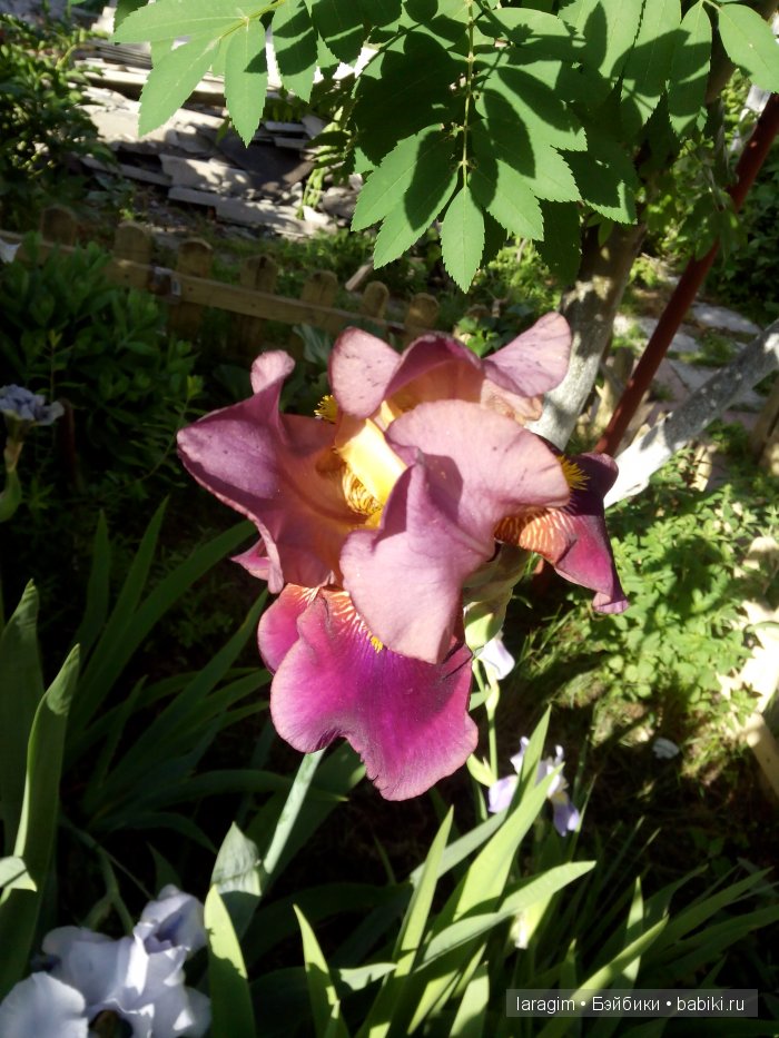 Ирис... или милая малышка от Berdine Creedy