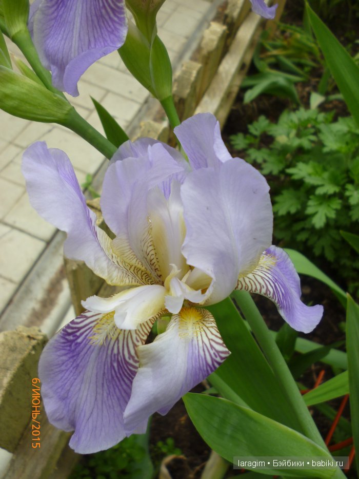 Ирис... или милая малышка от Berdine Creedy