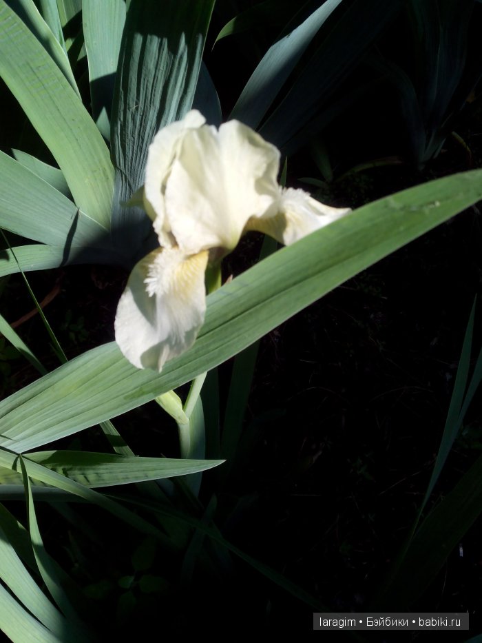 Ирис... или милая малышка от Berdine Creedy