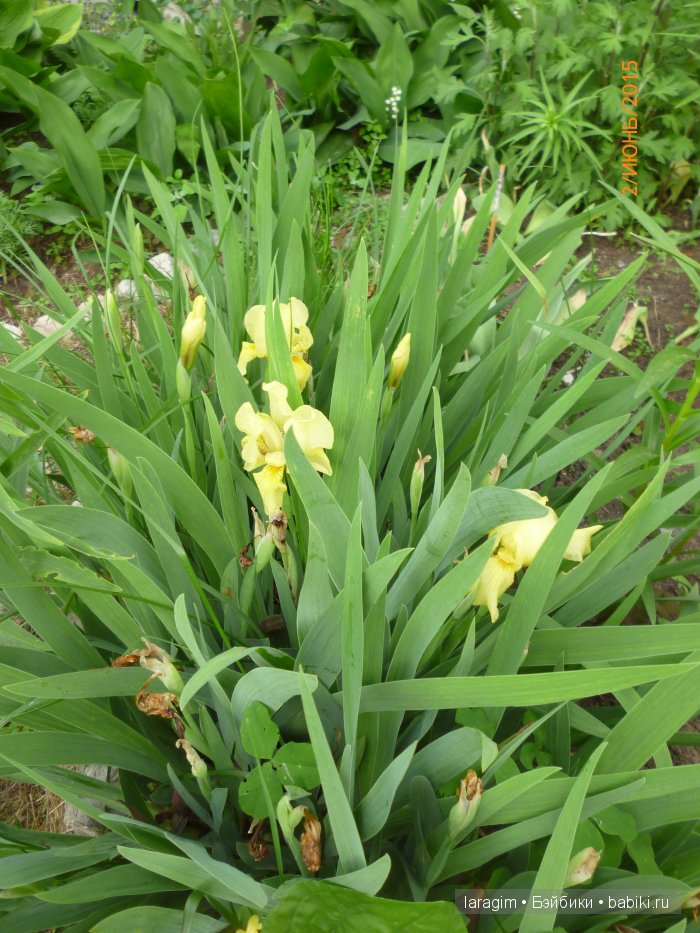 Ирис... или милая малышка от Berdine Creedy (фото 10)