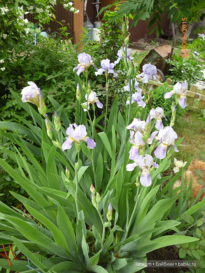 Ирис... или милая малышка от Berdine Creedy