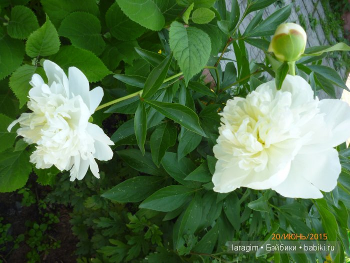 "Как-то летом на рассвете заглянул в соседний сад" или ...одежда для Wichtel от Rosemarie Müller своими руками (фото 9)