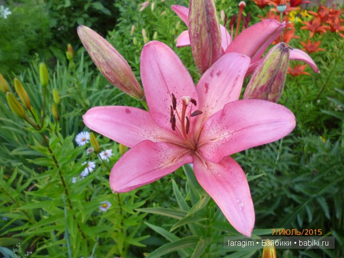 "А я в саду для Лилии" или ...одежда для Wichtel от Rosemarie Müller своими руками