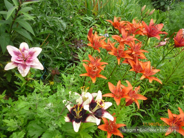 "А я в саду для Лилии" или ...одежда для Wichtel от Rosemarie Müller своими руками (фото 7)