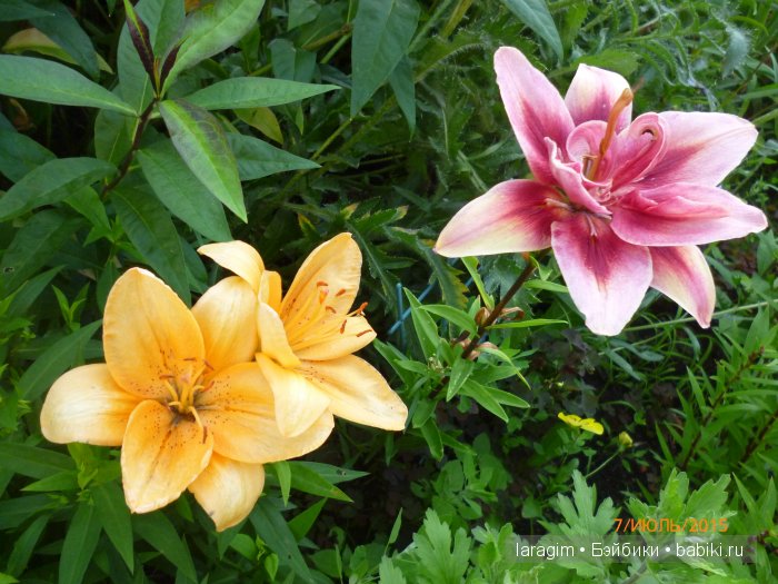 "А я в саду для Лилии" или ...одежда для Wichtel от Rosemarie Müller своими руками