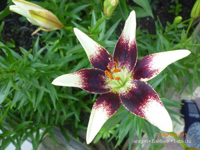 "А я в саду для Лилии" или ...одежда для Wichtel от Rosemarie Müller своими руками