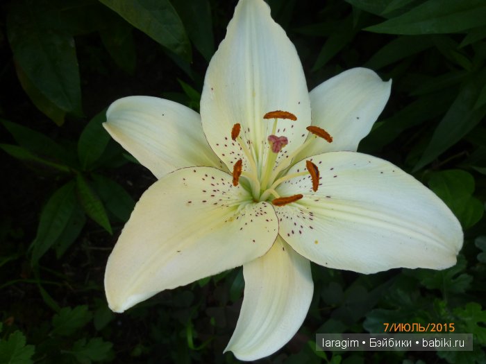 "А я в саду для Лилии" или ...одежда для Wichtel от Rosemarie Müller своими руками