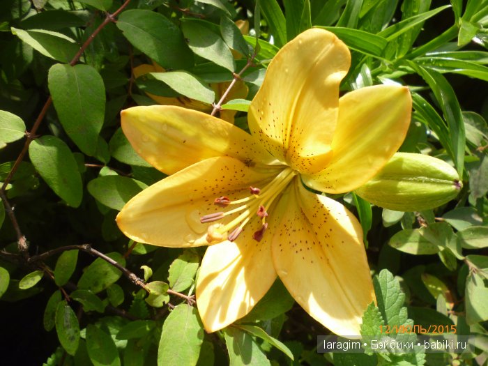 "А я в саду для Лилии" или ...одежда для Wichtel от Rosemarie Müller своими руками