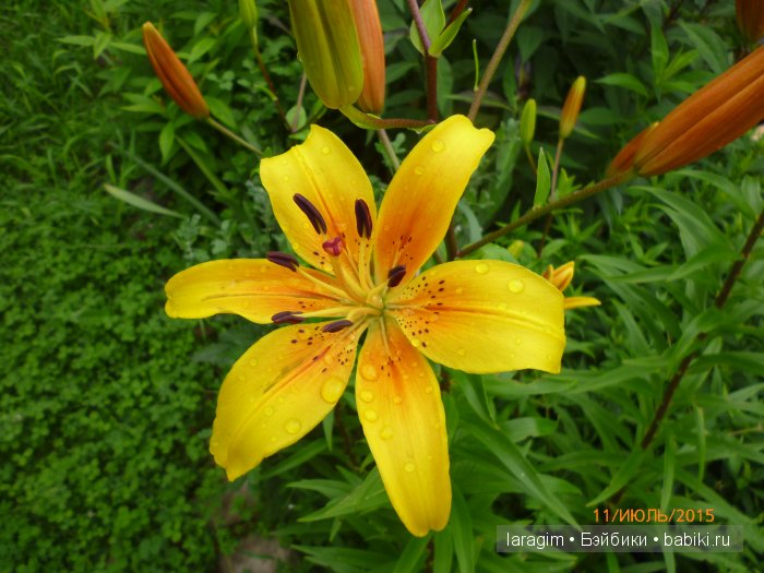 "А я в саду для Лилии" или ...одежда для Wichtel от Rosemarie Müller своими руками (фото 9)