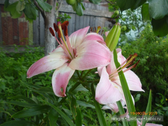 "Собери мне букет полевых"... или одежда для Gotz своими руками (фото 2)