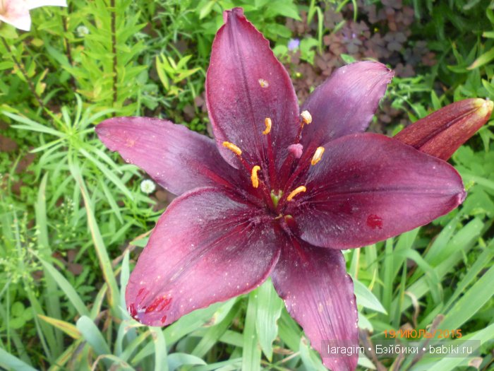 "Собери мне букет полевых"... или одежда для Gotz своими руками