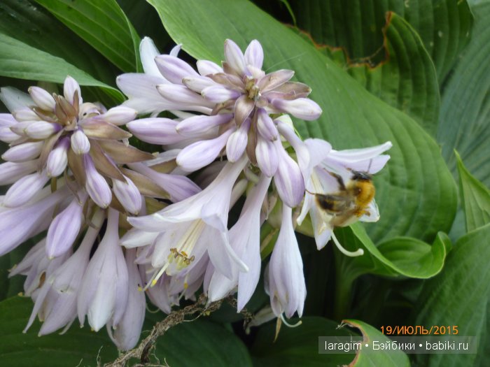 "Собери мне букет полевых"... или одежда для Gotz своими руками