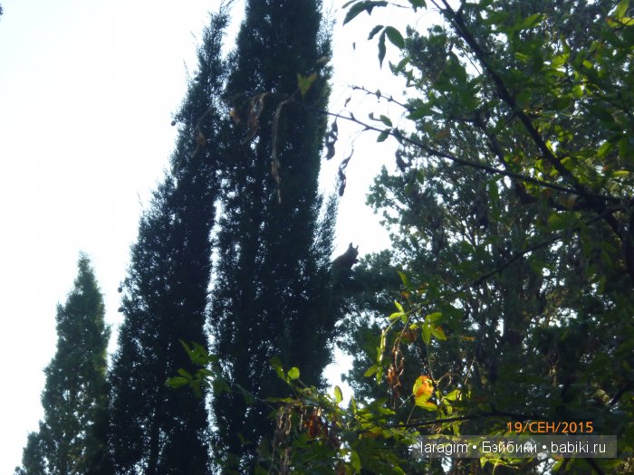 "Возвращение в лето" или... куклы Wichtel от Rosemarie Müller и отдых в Крыму | Бэйбики "Возвращение в лето" или... куклы Wichtel от Rosemarie Müller и отдых в Крыму