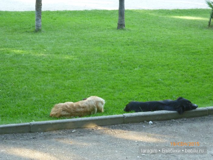 "Возвращение в лето" или... куклы Wichtel от Rosemarie Müller и отдых в Крыму | Бэйбики "Возвращение в лето" или... куклы Wichtel от Rosemarie Müller и отдых в Крыму