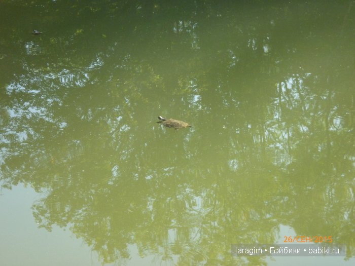 "Лучше гор могут быть только горы " ... или путешествие по Крыму (фото 9)