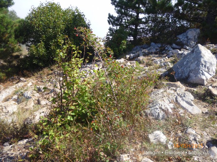 "Лучше гор могут быть только горы " ... или путешествие по Крыму