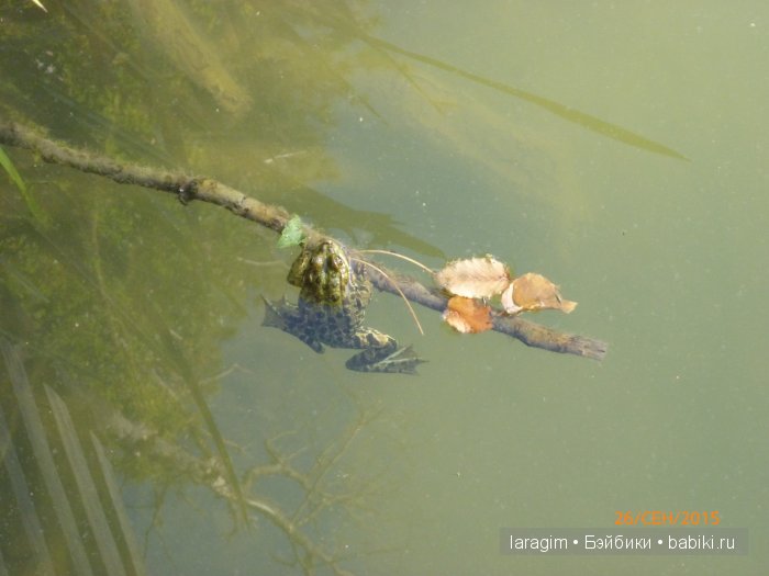 "Лучше гор могут быть только горы " ... или путешествие по Крыму (фото 8)