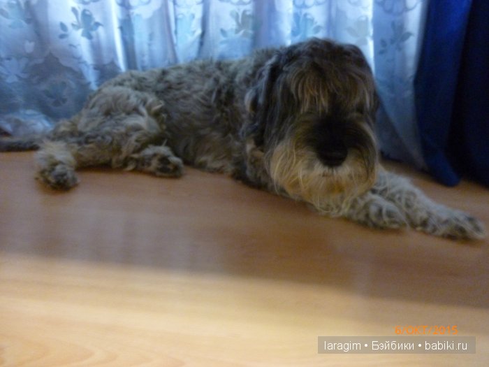 "Как хорошо вернуться домой" ... или любимые куколки Sсhаlkau