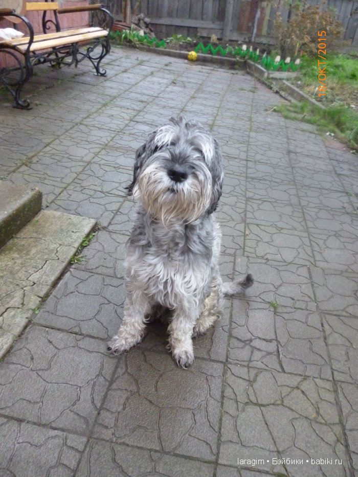 "Хэллоуин, каша из тыквы или ... одежда для Minouche от Sylvia Natterer своими руками