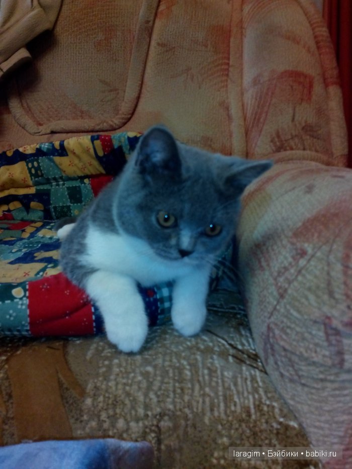 "Ах, Алиса, вот мы и встретились!" или ... одежда для Finouche от Sylvia Natterer своими руками