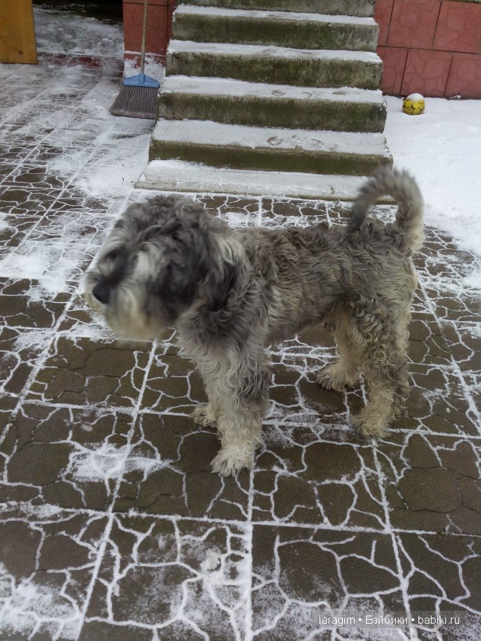 "Ах, Алиса, вот мы и встретились!" или ... одежда для Finouche от Sylvia Natterer своими руками